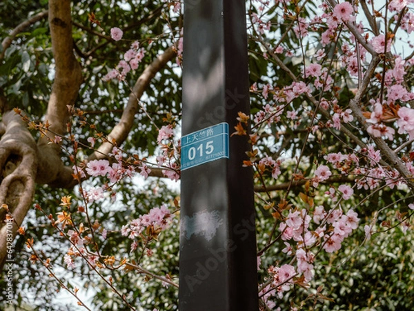 Obraz tree in spring