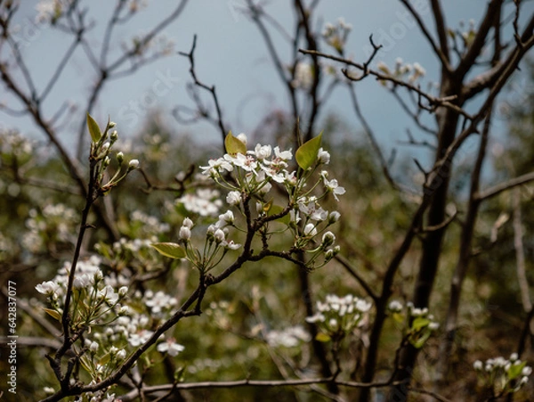 Obraz tree blossom