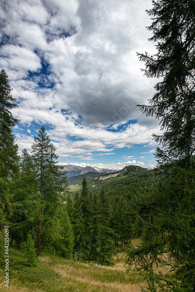 Obraz forest in the mountains