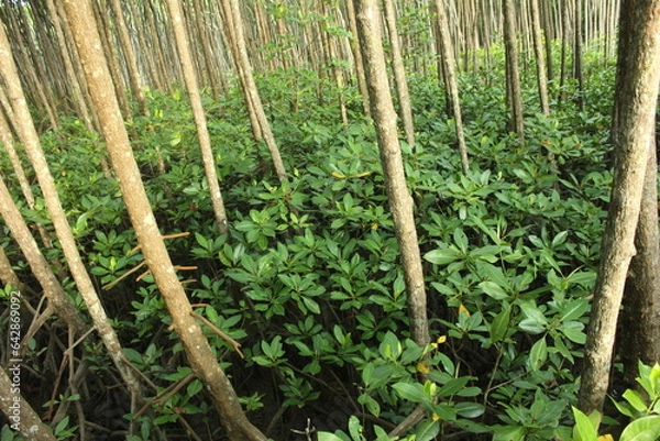 Obraz Tranquil forest grove with towering trees and lush green surroundings.