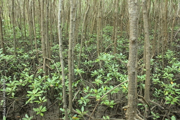 Obraz Tranquil forest grove with towering trees and lush green surroundings.