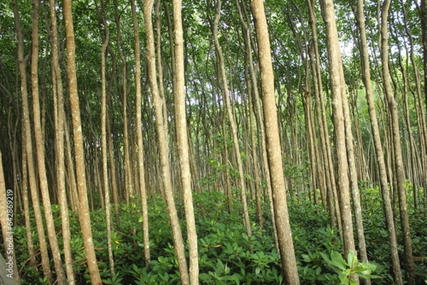 Fototapeta Tranquil forest grove with towering trees and lush green surroundings.