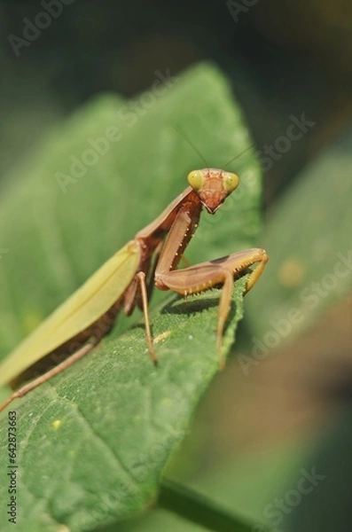 Obraz praying mantis on green leaf