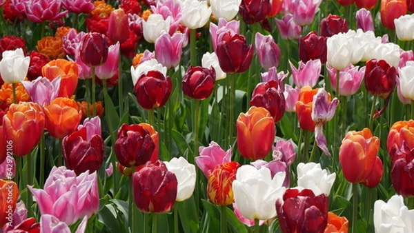 Obraz Tulpen aus Amsterdam