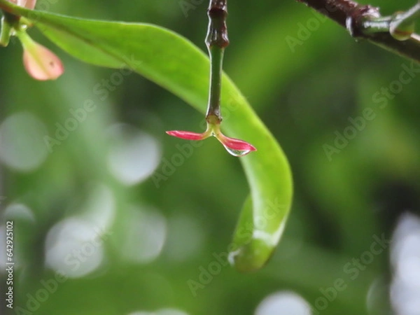 Fototapeta rain drops on leaves