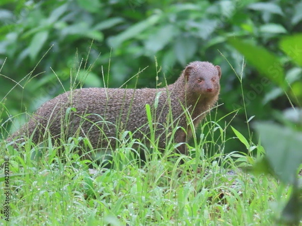 Fototapeta Mongoose in jungle