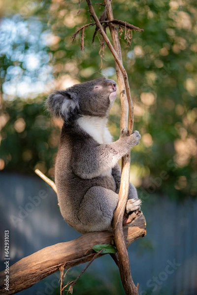Obraz koala in a tree