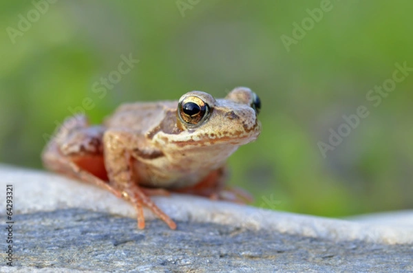 Fototapeta The Common Frog, Rana temporaria