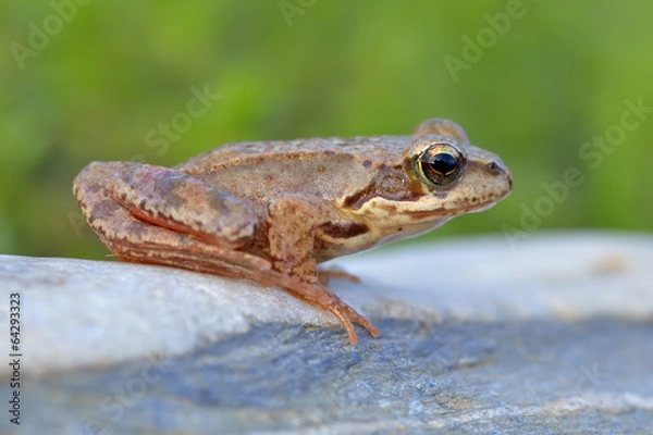 Fototapeta The Common Frog, Rana temporaria
