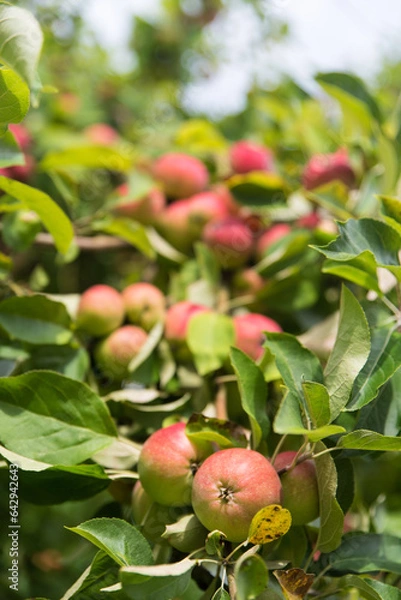 Fototapeta apples on old overloaded trees in red and green