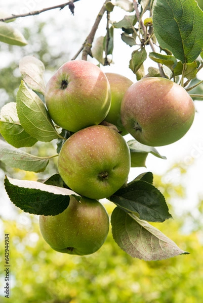 Fototapeta apples on old overloaded trees in red and green
