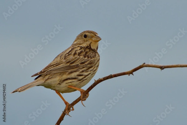 Obraz Bunting miliaria calandra on a twig
