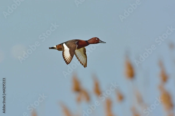 Fototapeta Podgorzałka - Aythya nyroca