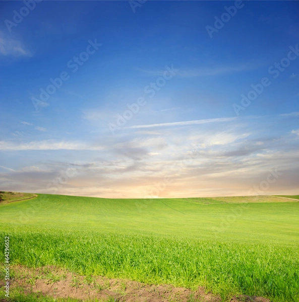 Obraz Green field and blue sky