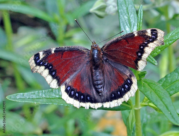 Obraz purple butterfly