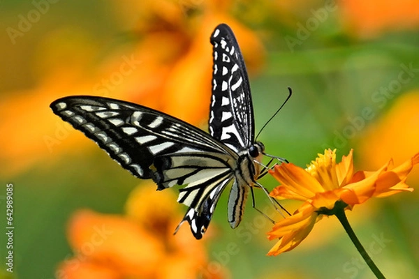 Obraz 호랑나비와 꽃