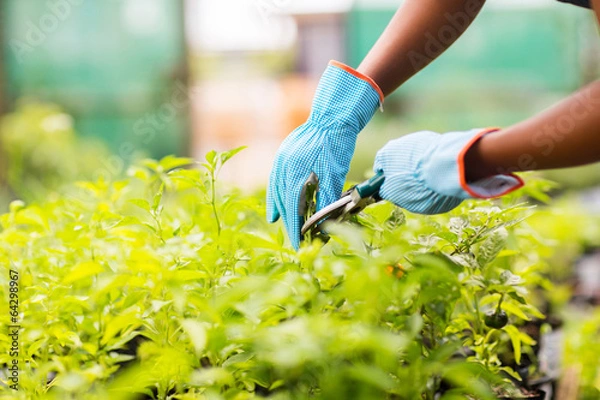 Obraz ogrodnik do przycinania roślin