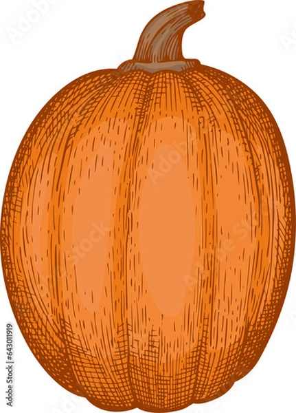 Fototapeta Hand Drawn Pumpkin Illustration