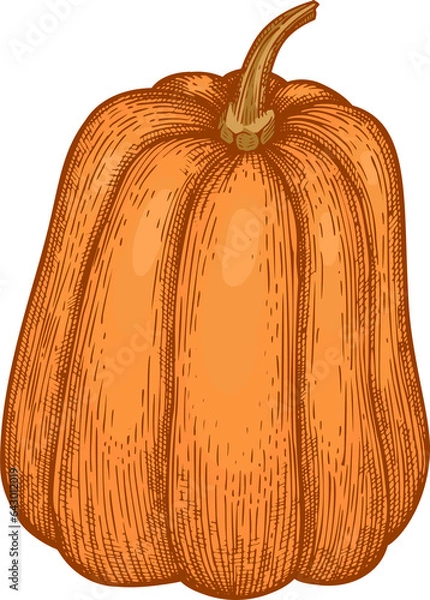 Fototapeta Hand Drawn Pumpkin Illustration