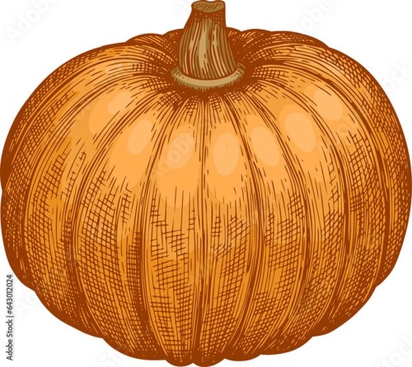Fototapeta Hand Drawn Pumpkin Illustration