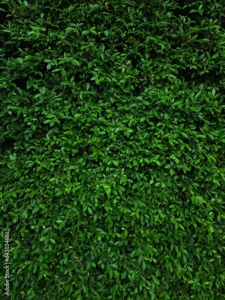 Fototapeta Full frame portrait, dark green backdrop, small leaves, best for background or wallpaper work. 