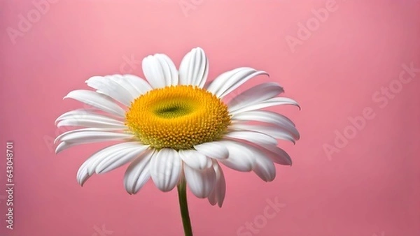 Fototapeta マーガレットの花