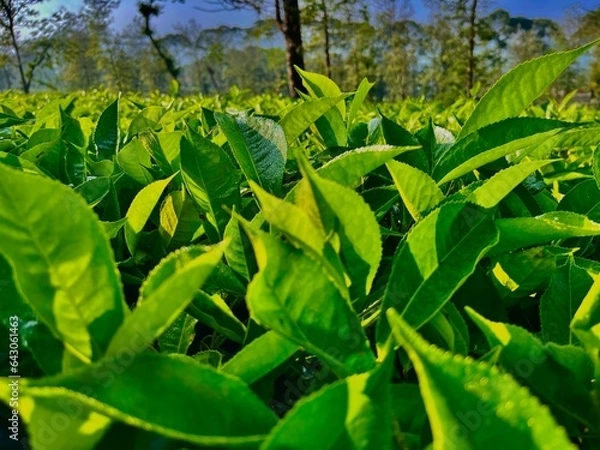 Obraz Green tea leafes
