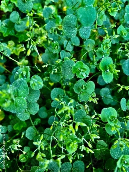 Obraz leaves background