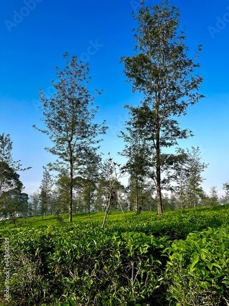 Obraz trees in the park