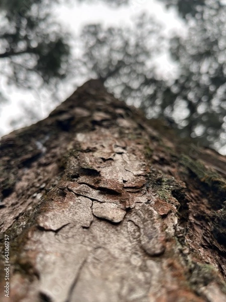 Obraz Three on the hiden forest