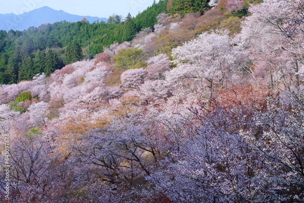 Obraz 桜満開の世界遺産・吉野山（紀伊山地の霊場と参詣道）