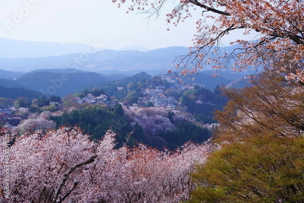 Obraz 桜満開の世界遺産・吉野山（紀伊山地の霊場と参詣道）