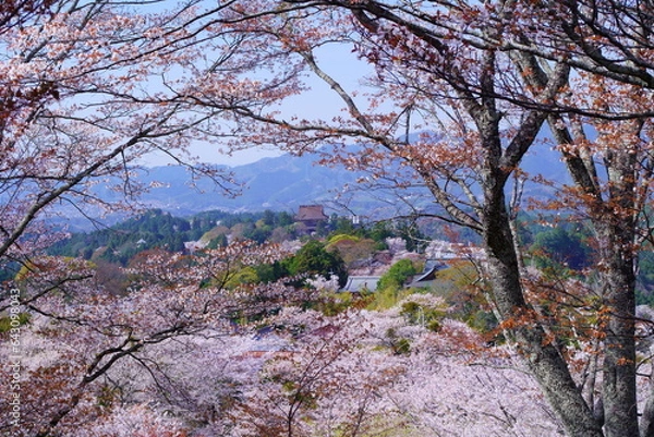 Obraz 桜満開の世界遺産・吉野山（紀伊山地の霊場と参詣道）