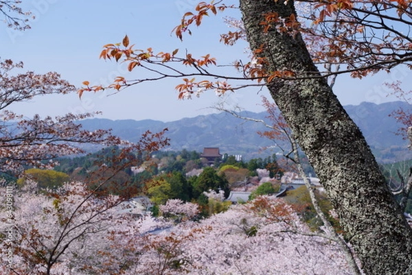 Obraz 桜満開の世界遺産・吉野山（紀伊山地の霊場と参詣道）