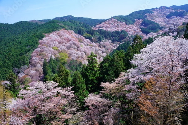 Obraz 桜満開の世界遺産・吉野山（紀伊山地の霊場と参詣道）