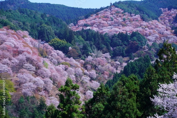 Obraz 桜満開の世界遺産・吉野山（紀伊山地の霊場と参詣道）