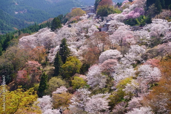 Obraz 桜満開の世界遺産・吉野山（紀伊山地の霊場と参詣道）