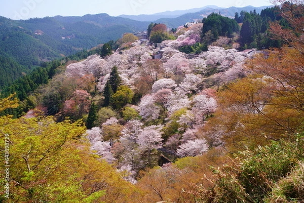 Obraz 桜満開の世界遺産・吉野山（紀伊山地の霊場と参詣道）