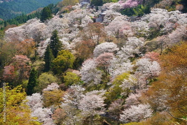 Obraz 桜満開の世界遺産・吉野山（紀伊山地の霊場と参詣道）