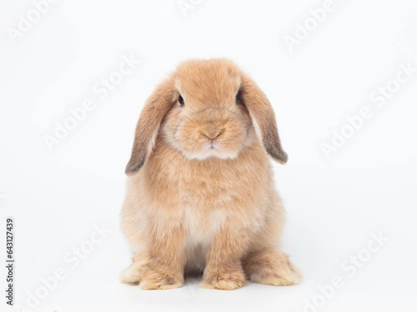 Fototapeta Orange baby holland lop rabbit sitting on white background. Font view of holland lop rabbit.