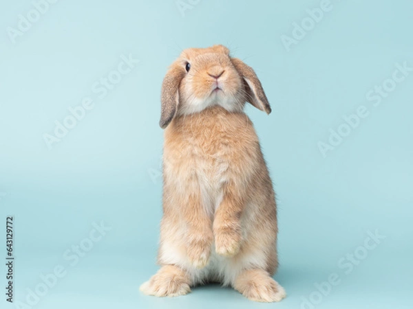 Fototapeta Front view of orange cute baby holland lop rabbit standing on green pastel background. Lovely action of young rabbit.