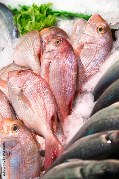 Obraz Pink dorada fish