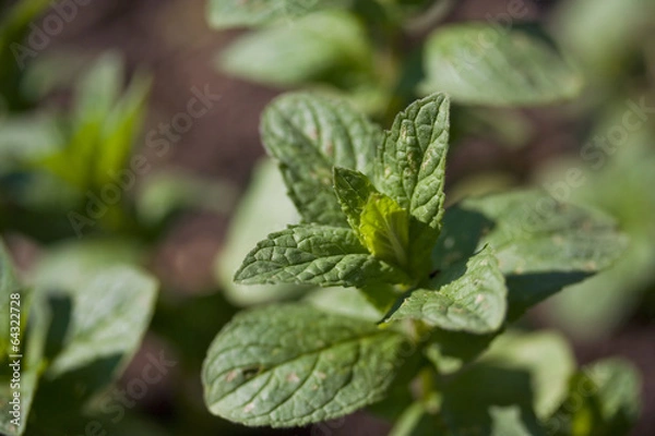 Obraz Mint growing in the garden