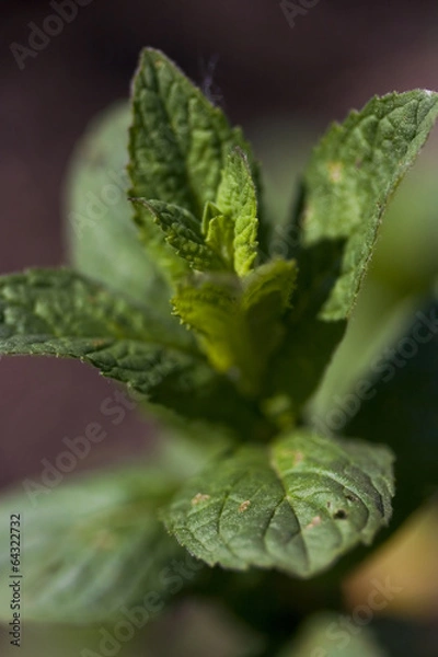 Obraz Mint growing in the garden