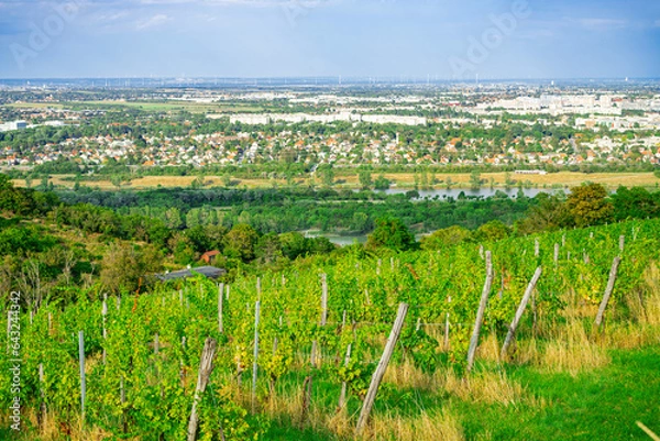 Fototapeta Vineyard rows on a hill in Vienna Austria Nusserg area, View on Vienna City