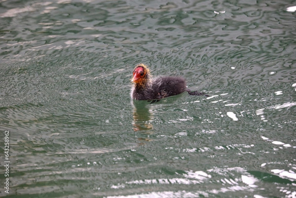 Obraz Eurasian Coot chick with red head
