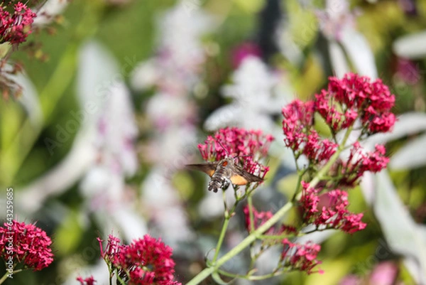 Obraz Moth feeding on nectar from blooming flover