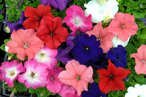 Obraz pétunias variés