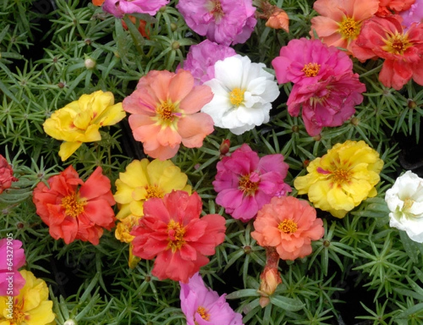 Obraz pourpier ou portulaca