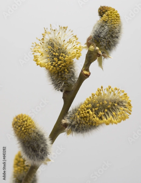 Fototapeta swamp willow